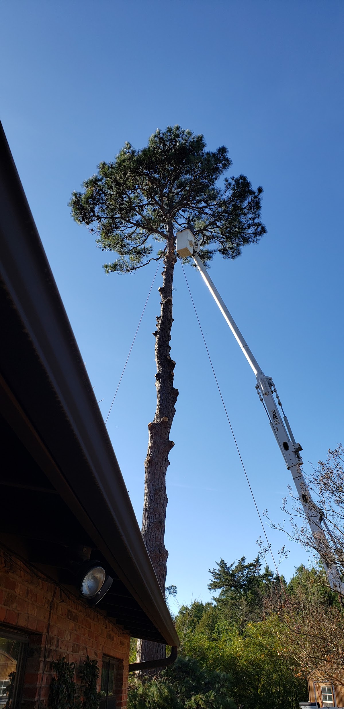 DeLong Tree Service crew working at height on a tall pine tree