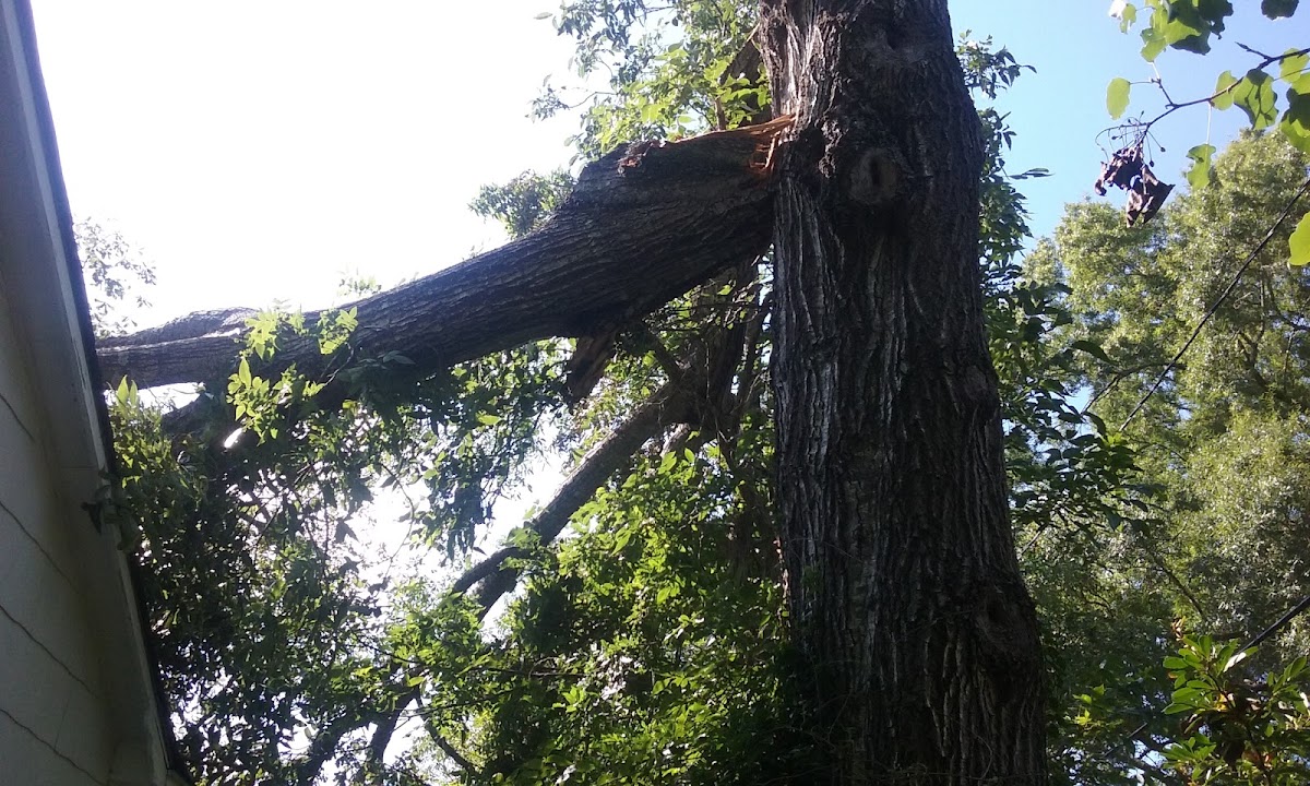 Storm damage — broken tree limb